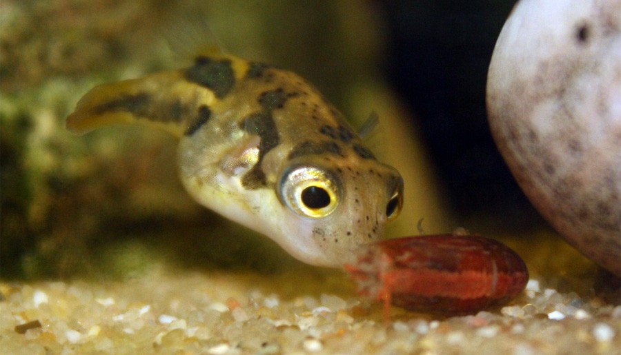 Colomesus Asellus 4