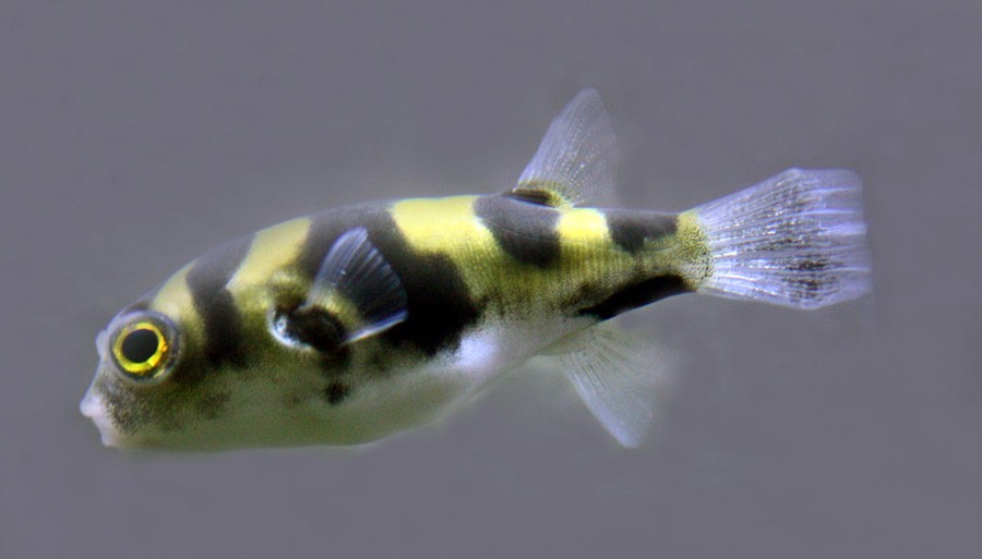 Colomesus Asellus 5