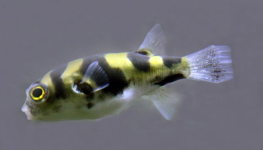 Colomesus Asellus 5