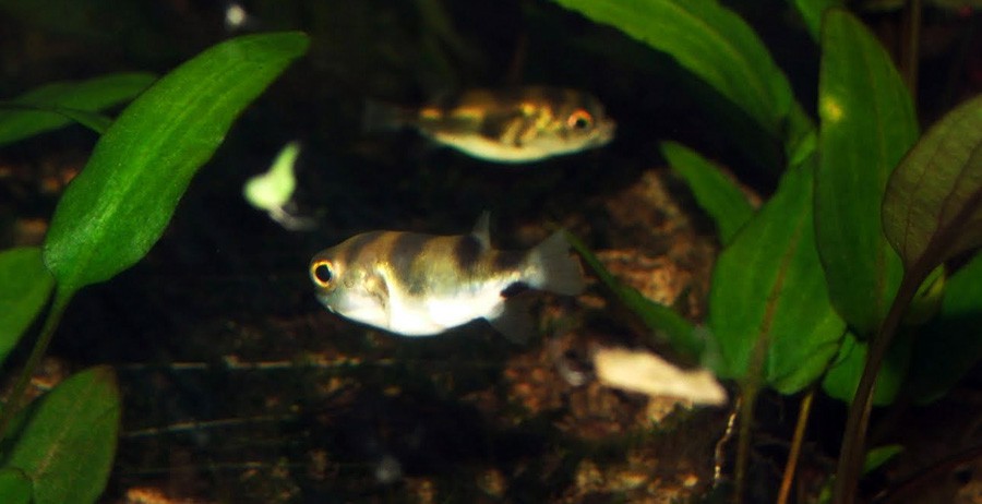 Colomesus Asellus 6