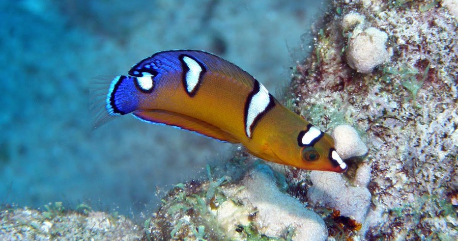 Doncella Reina
