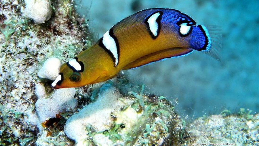 Coris Formosa 2