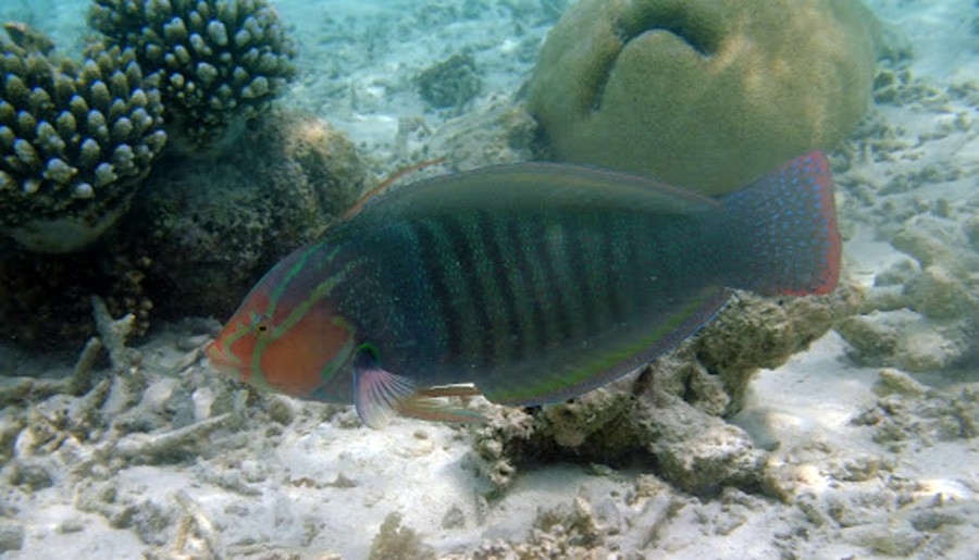 Coris Formosa 3