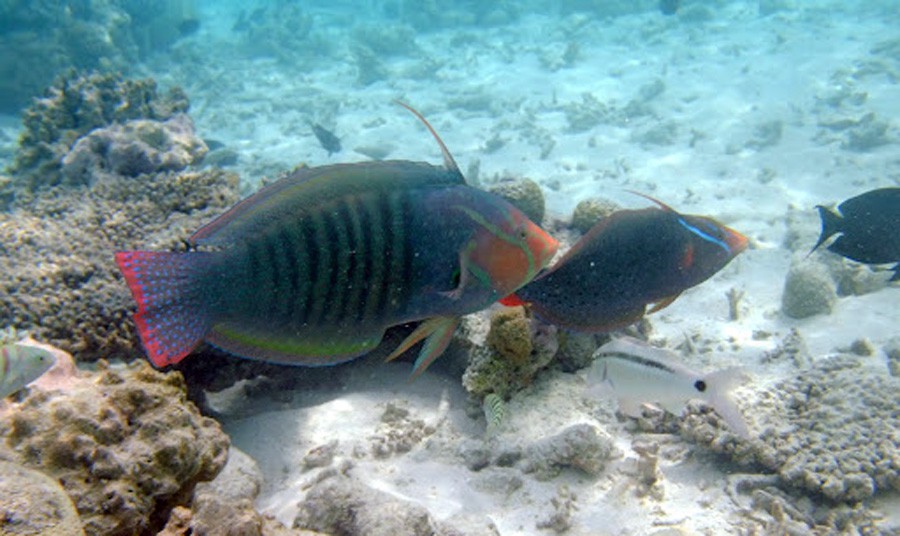 Coris Formosa 4