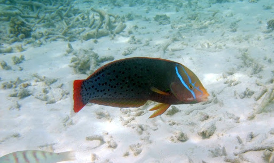 Coris Formosa 5