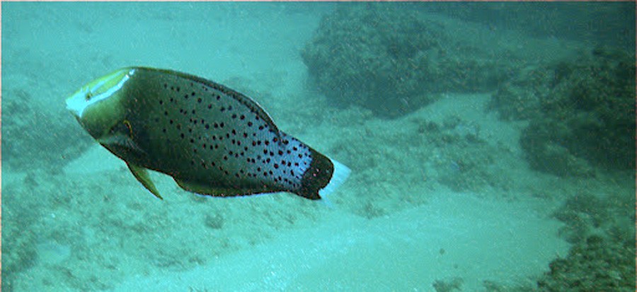 Coris Formosa 6