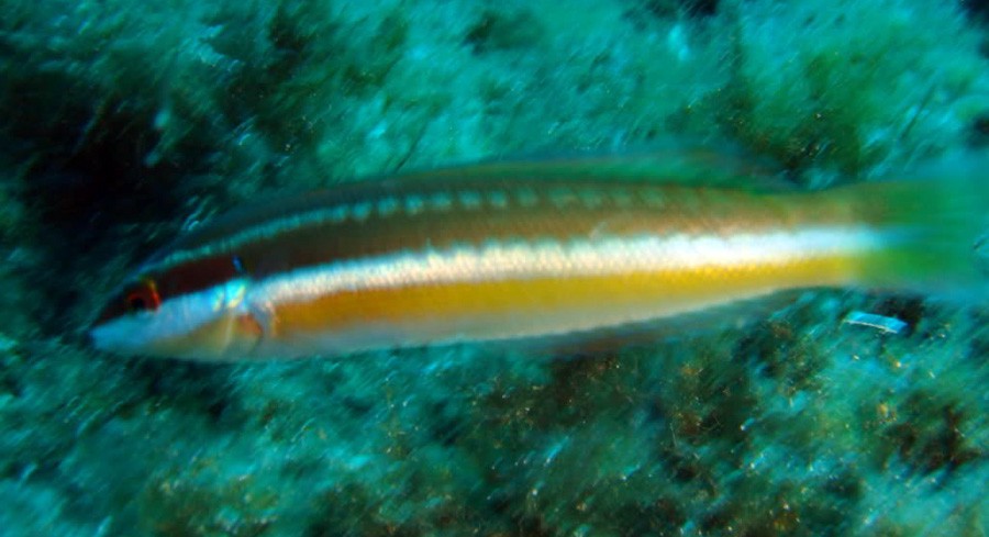 Budión