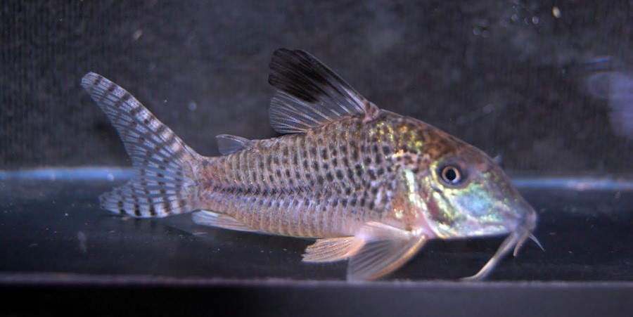 Blacktop Corydoras