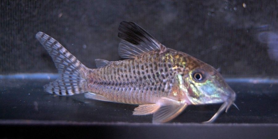 Blacktop Corydoras