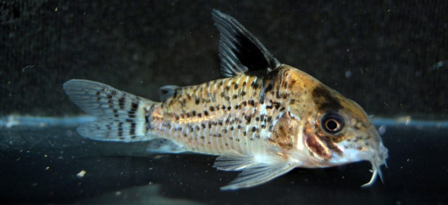 Corydoras Acutus 2