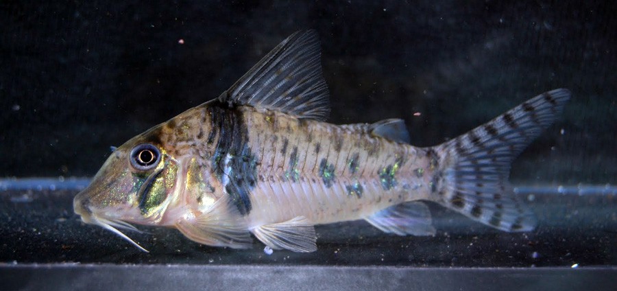 Corydoras Acutus 3