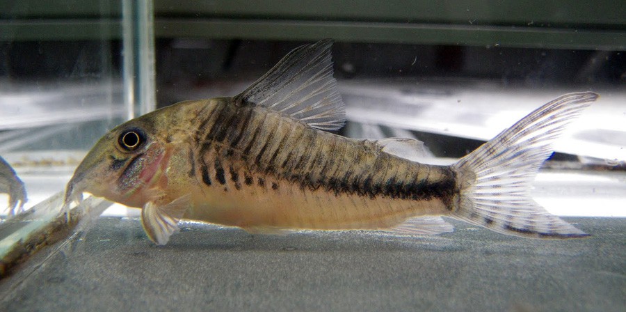 Corydoras Acutus 4