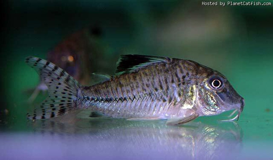 Corydoras Acutus 5