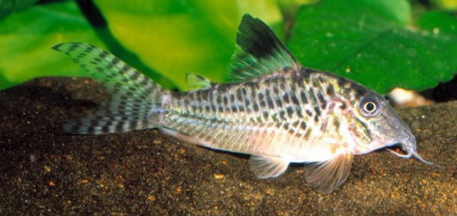 Corydoras Acutus 6