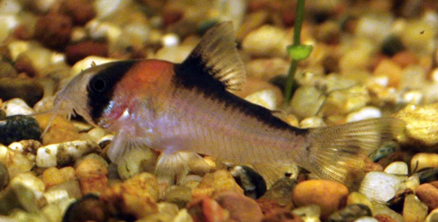 Corydora de Adolfo