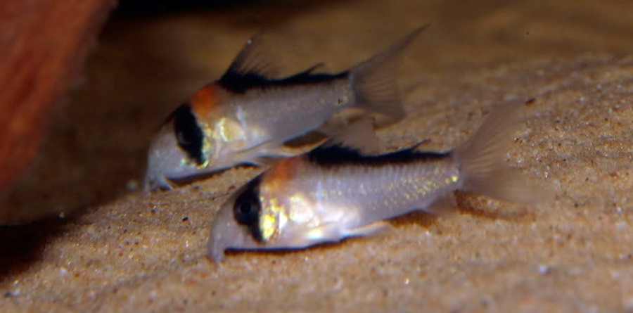 Corydoras Adolfoi 2
