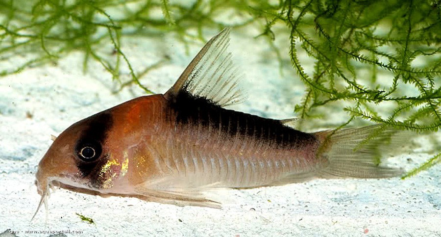 Corydoras Adolfoi 3