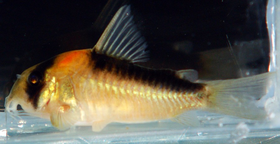 Corydoras Adolfoi 4
