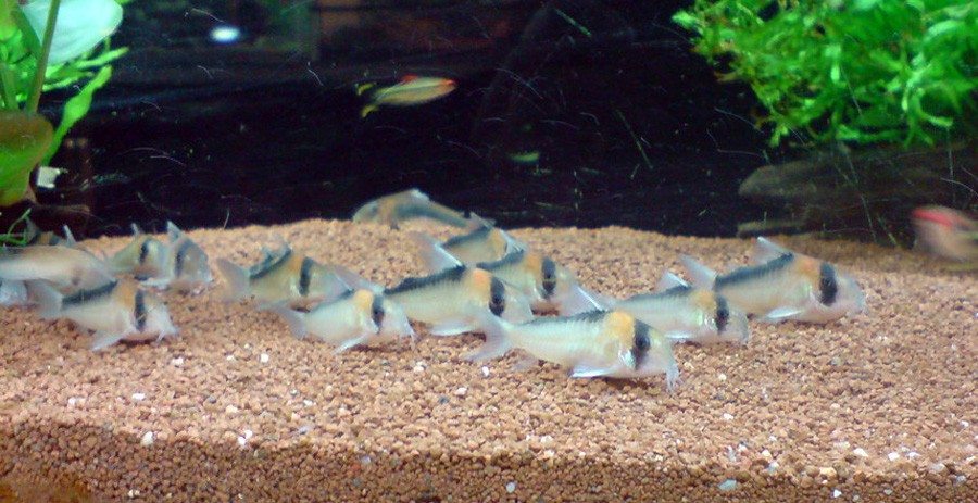 Corydoras Adolfoi 5