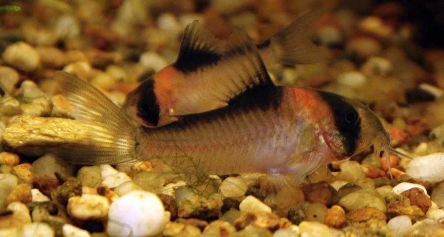 Corydoras Adolfoi 6