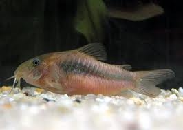 Corydoras Aeneus