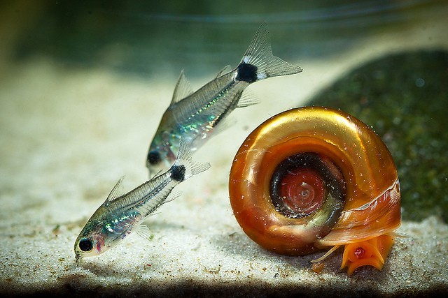 Corydoras Aeneus 2