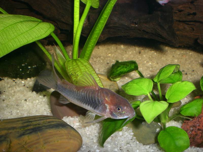 Corydoras Aeneus 3