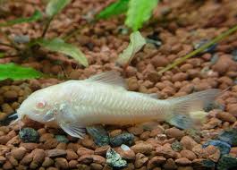 Corydoras Aeneus 4