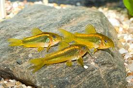 Corydoras Aeneus 5