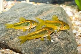 Corydoras Aeneus 5