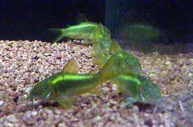 Corydoras Aeneus 6