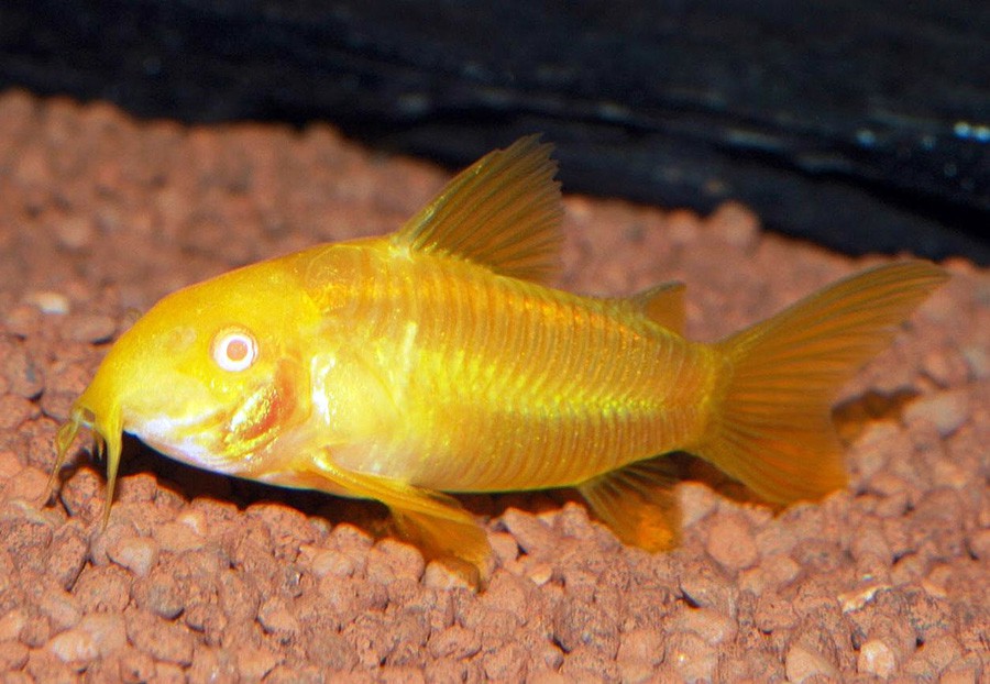Corydora Goldstripe
