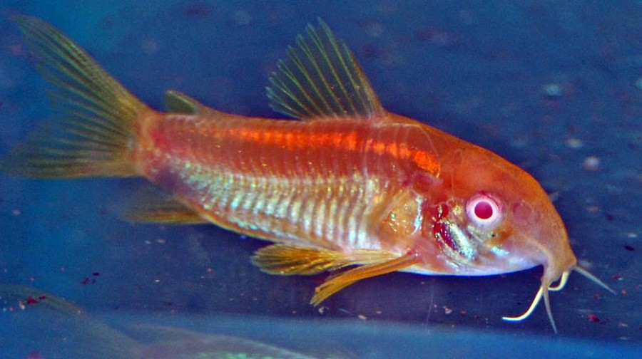 Corydoras cf. Aeneus "Gold" 2