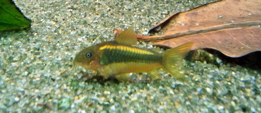Corydoras cf. Aeneus "Gold" 3