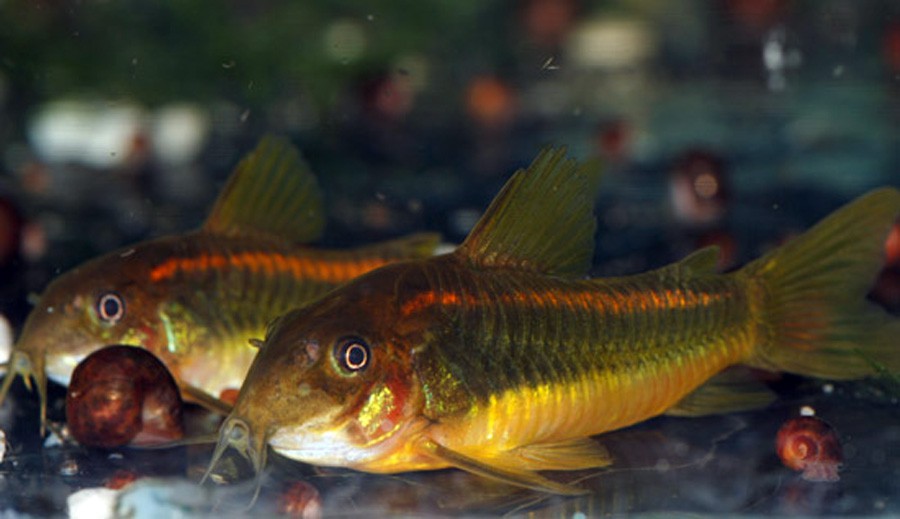 Corydoras cf. Aeneus "Gold" 4