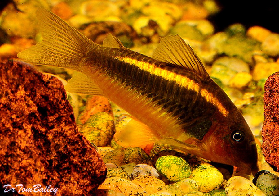 Corydoras cf. Aeneus "Gold" 5