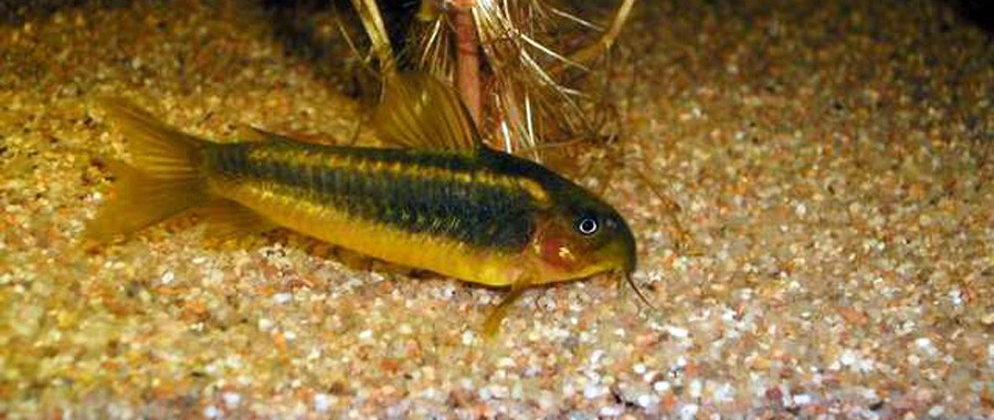 Corydoras cf. Aeneus "Gold" 6