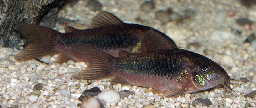 Corydoras Elegans