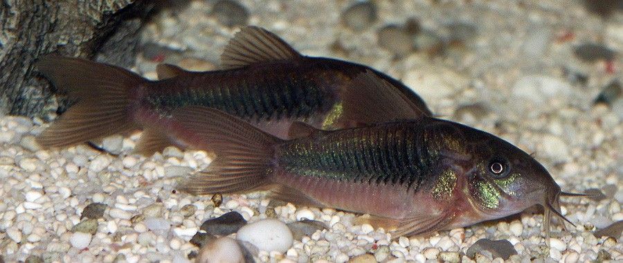 Coridora Elegante