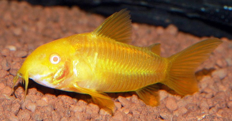 Corydoras Elegans 2