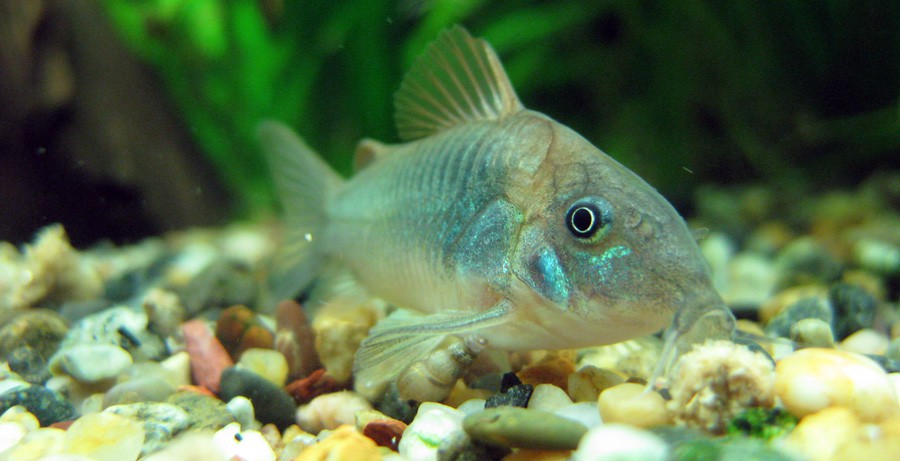 Corydoras Elegans 3