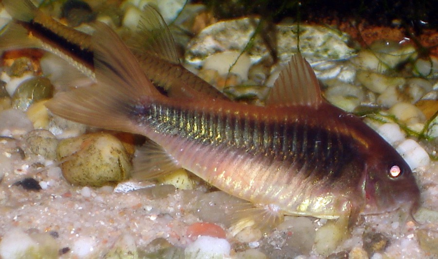 Corydoras Elegans 4