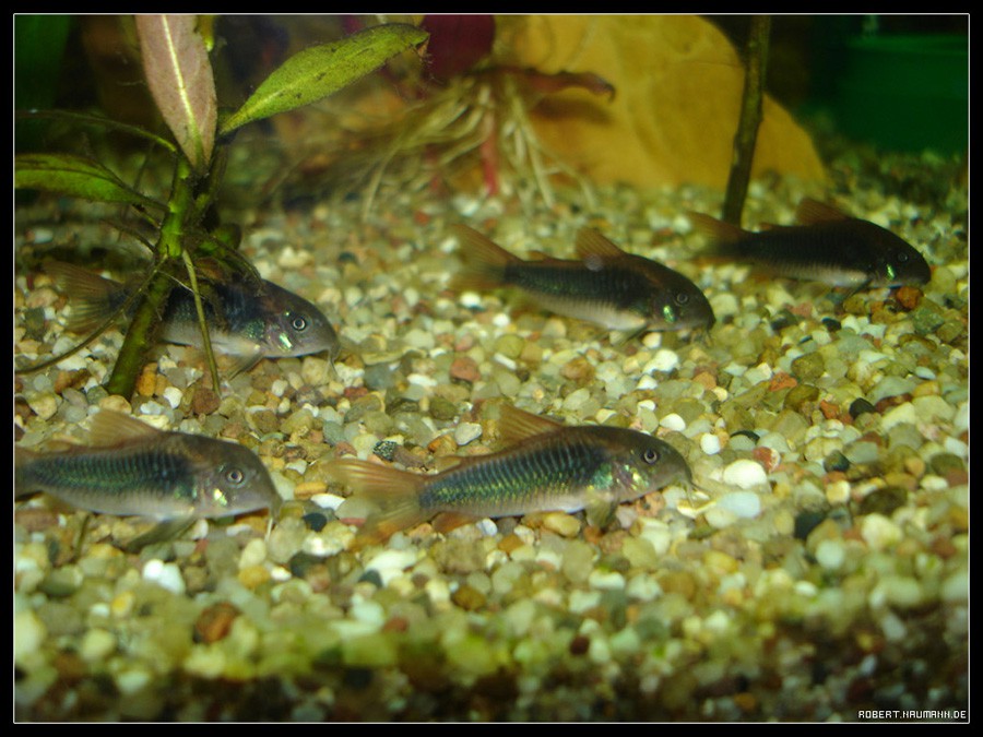 Corydoras Elegans 5