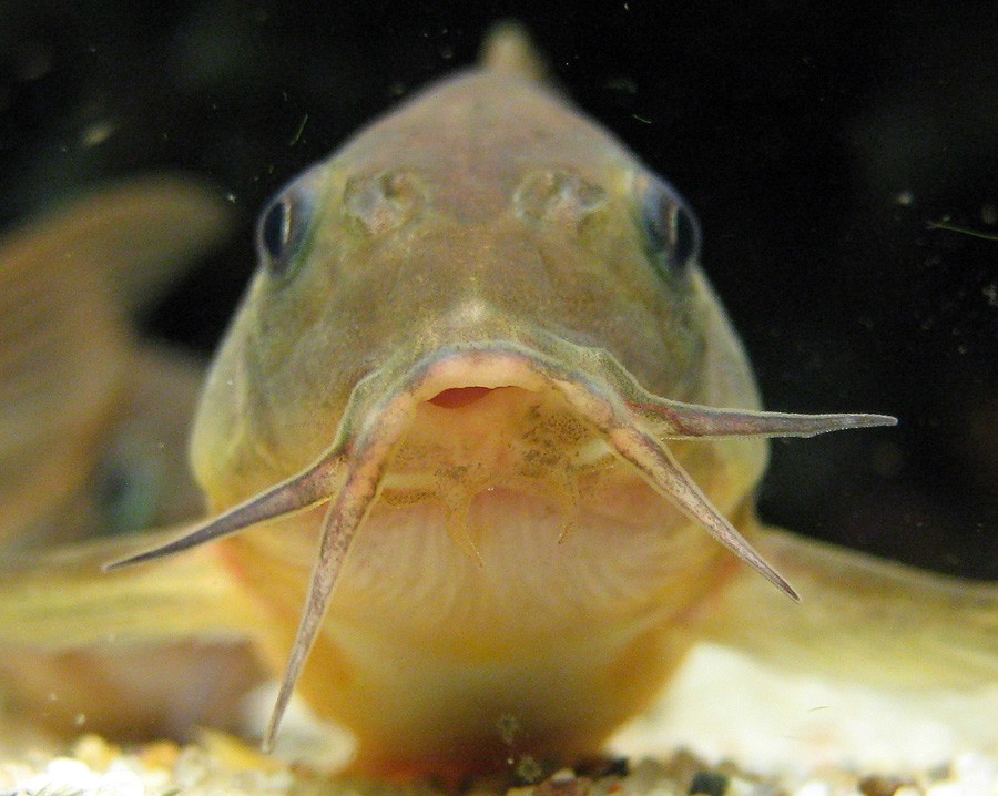 Corydoras Elegans 6