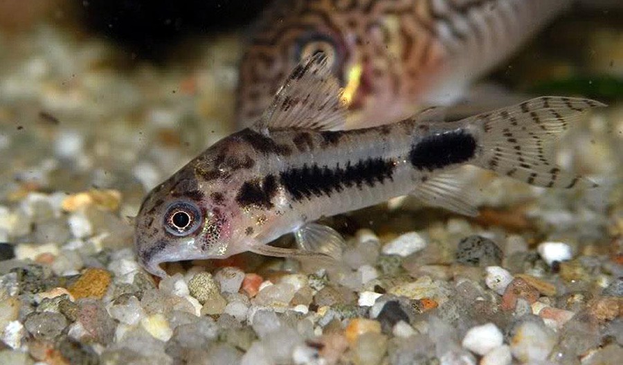 Coridora Enana Manchada