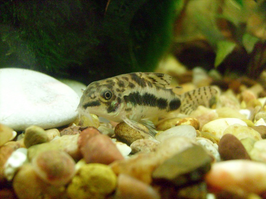 Corydoras Habrosus 2