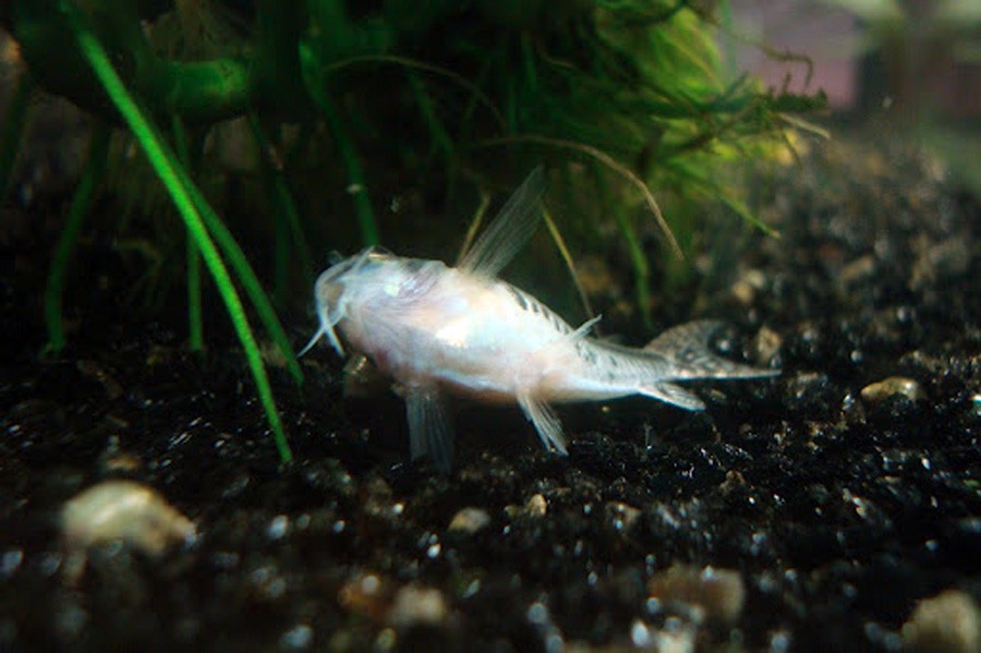 Corydoras Habrosus 3