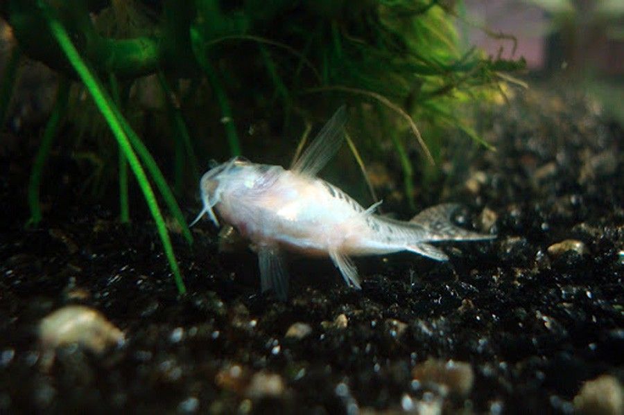 Corydoras Habrosus 3
