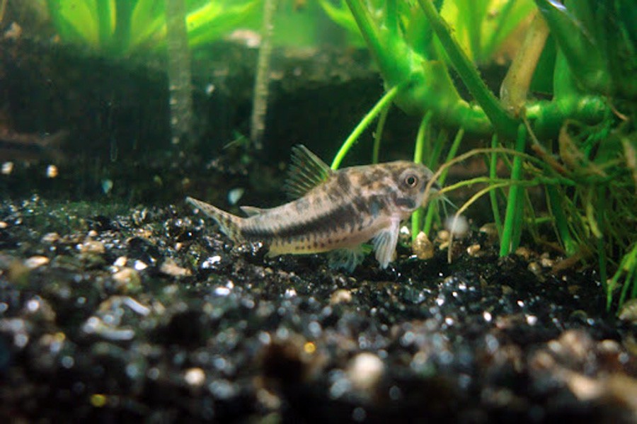 Corydoras Habrosus 4