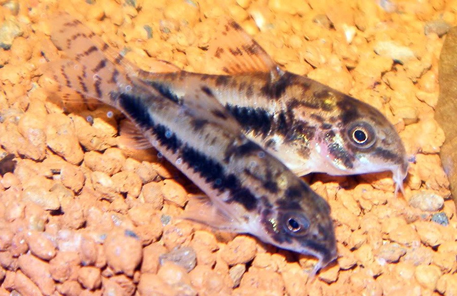 Corydoras Habrosus 5